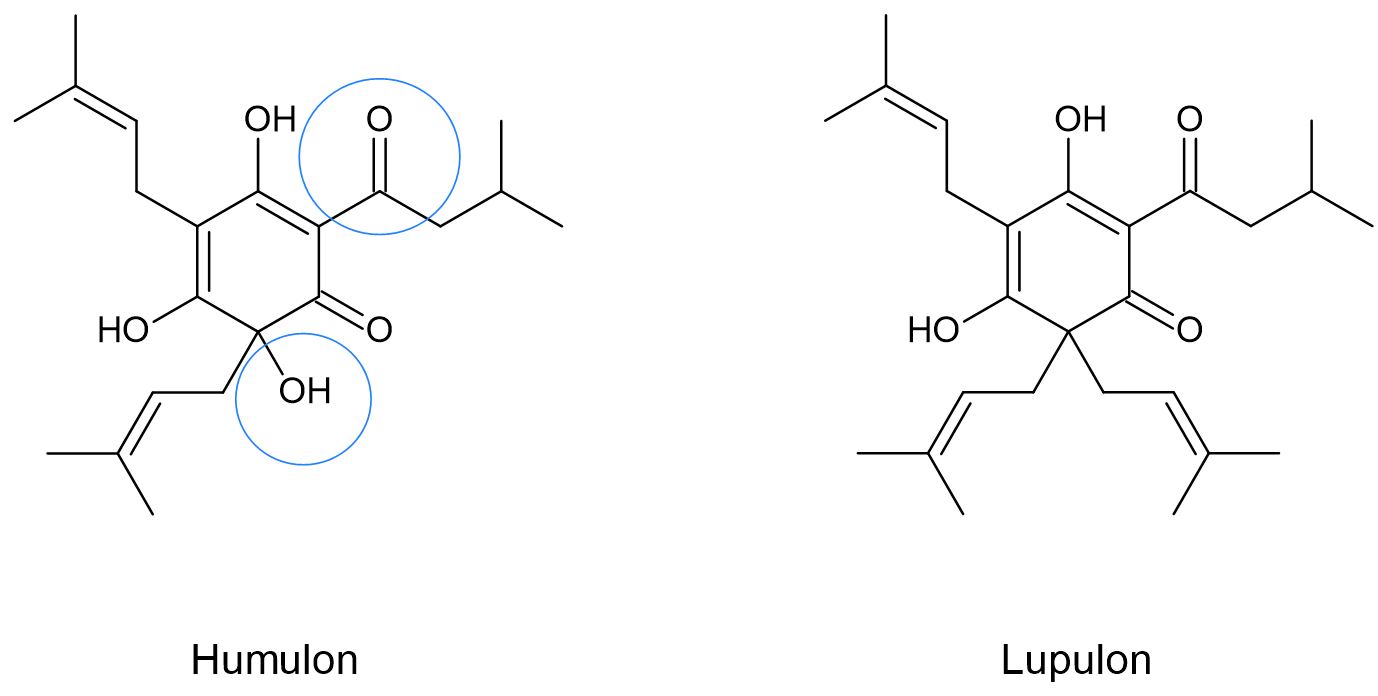 Humulon, Lupulon